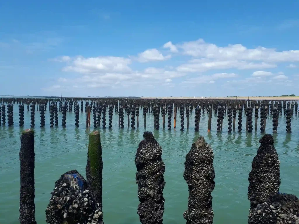 ELEVEUR DE MOULES 17